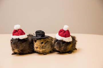 Cute and adorable guinea pig in santa hat. Christmas guinea pig. 