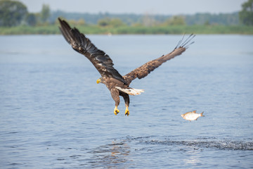 White Tail Eagle, Haliaeetus albicilla