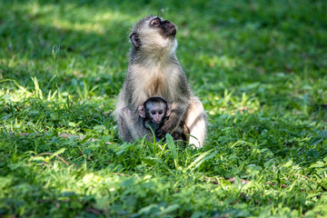 Vervet Monkey with baby