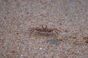 The Crab on sandy beach with nice background color