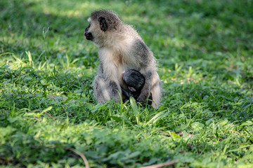 Vervet Monkey with baby
