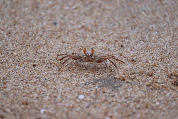 Crab sand beach close up. Cute crab on sand beach. Sand beach crab looking