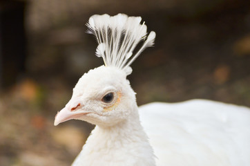 白孔雀　白　動物