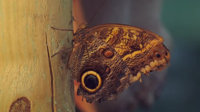 Close-up of a beautiful tropical Owl Butterfly relaxing on a trunk. ProRes 10 Bit mov.
