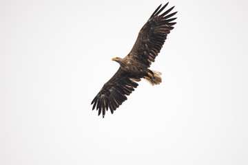 Fototapeta premium White Tail Eagle, Haliaeetus albicilla