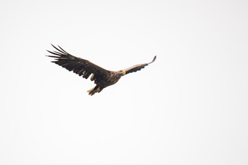 White Tail Eagle, Haliaeetus albicilla