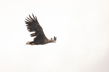 White Tail Eagle, Haliaeetus albicilla