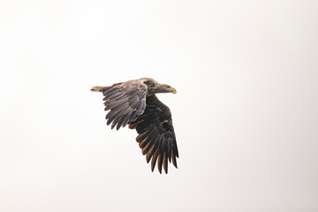White Tail Eagle, Haliaeetus albicilla
