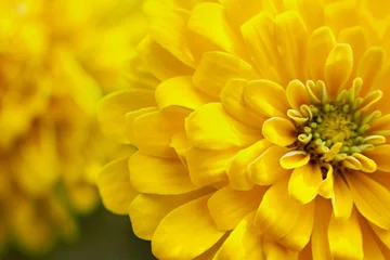 Tuinposter closeup beautiful yellow chrysanthemum flower in the garden, flower background © Nabodin