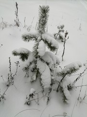 trees in winter