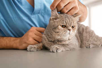 Veterinarian examining cute cat in clinic, closeup