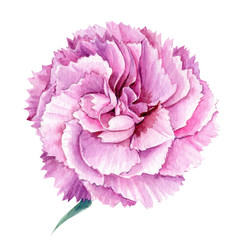 carnation flower on an isolated white background, watercolor illustration