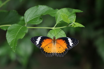 butterfly on flower