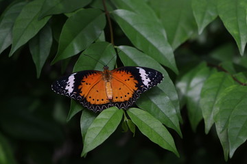 butterfly on flower