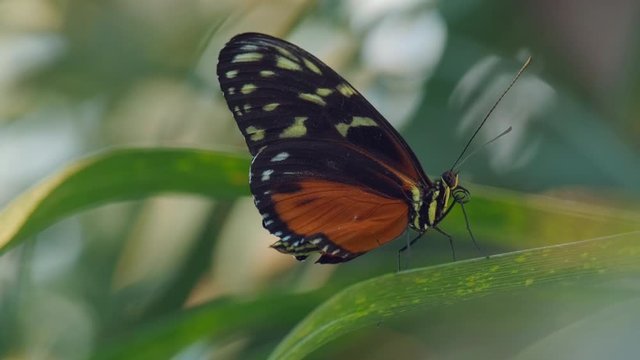Tiger longwing Butterfly, Heliconius hecale relaxing on a leaf. ProRes 10 Bit Mov.