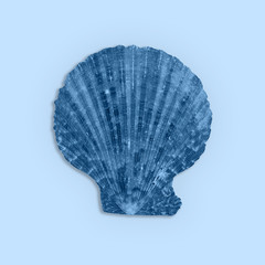 Big beautiful blue seashell on a light blue background
