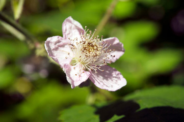 Wild raspberry flower