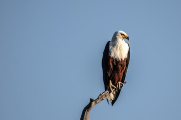 Fish Eagle on a tree