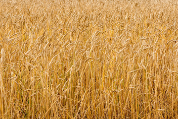 Wheat field close up. Selective focus