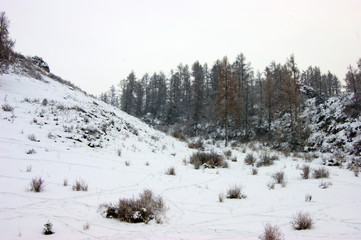Snow wood and mountains colorful winter landscape