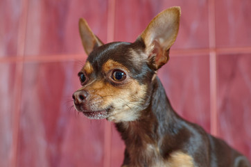 our smaller brothers