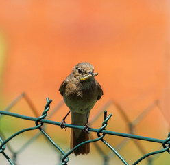 Nightingale bird standing on the fence and holding a worm in its beak