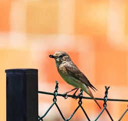 Nightingale bird standing on the fence and holding a worm in its beak