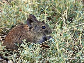 Field mouse