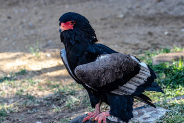 Bateleur  Eagle on the ground