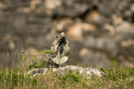 Iguana at Mayan ruins of Tulum, Mexico