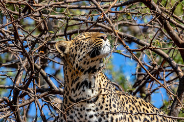 Leopard in a tree