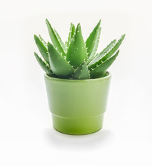 Aloe vera grows in a pot on a white background.