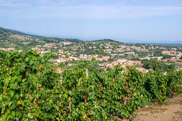 Fototapeta na wymiar Panorama of picturesque Collioure and vineyards on the hills of the Pyrenees, Roussillion-Languedoc, France