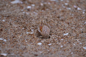 Ghost crab on beach.Crab sand beach close up. Cute crab on sand beach. Sand beach crab looking