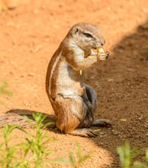 chipmunk eating some vegetable on the ground