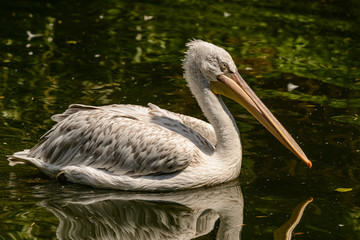 young pelican on the water