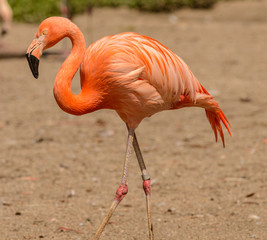 bright orange flamingo detail walking