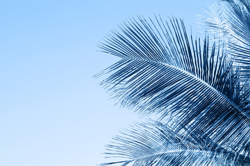 Tropical classic blue color textured palm leaf background.