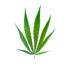 Green leaf marijuana on white. Herb object isolated