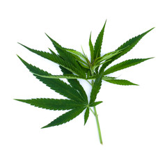 Green leaf marijuana on white. Herb object