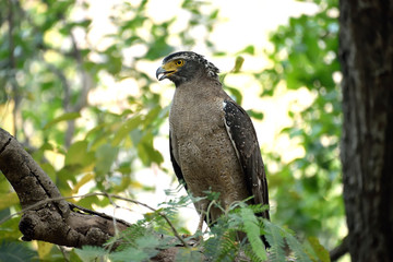 Jim corbett Tiger reserve forest, india