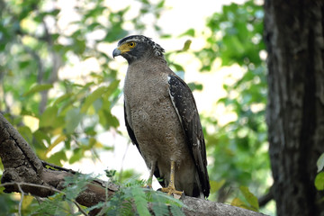 Jim corbett Tiger reserve forest, india