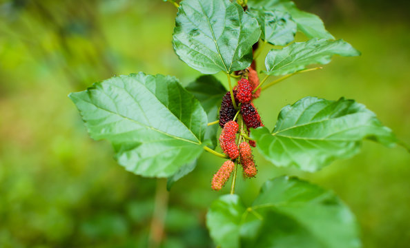 Organic Mulberry fruit tree and green leaves. Black ripe and red unripe mulberries on the branch of tree. Red purple mulberries on tree.fresh mulberry provides fiber and nutrients highly beneficial.
