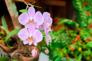 Orchid flower in garden at winter or spring ,  postcard beauty and agriculture idea concept design. Phalaenopsis orchid.