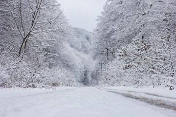 Cold winter. Dark forest. Beautiful natural. Snowflakes falling. Christmas mood. White sky. High woods.Snowy landcape in winter forest.