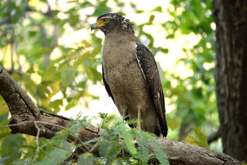 Jim corbett Tiger reserve forest, india