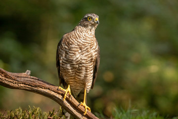 Sparrow hawk, Accipiter nisus