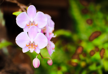 Fototapeta premium Orchid flower in garden at winter or spring , postcard beauty and agriculture idea concept design. Phalaenopsis orchid.