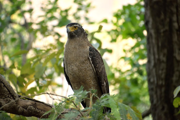 Jim corbett Tiger reserve forest, india