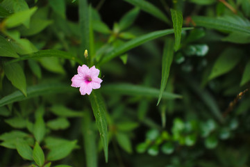 Orchid flower in garden at winter or spring ,  postcard beauty and agriculture idea concept design. Phalaenopsis orchid.